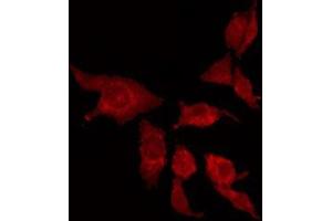 ABIN6275372 staining HepG2 by IF/ICC. (KCNK15 抗体  (C-Term))