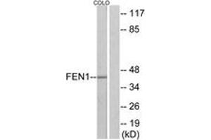 Western blot analysis of extracts from COLO205 cells, using FEN1 Antibody. (FEN1 抗体  (AA 86-135))