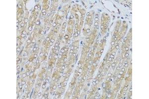 Immunohistochemistry of paraffin-embedded Mouse stomach using HRG Polyclonal Antibody at dilution of 1:100 (40x lens). (HRG 抗体)