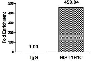 Chromatin Immunoprecipitation Hela (4*10 6 , treated with 30 mM sodium butyrate for 4h) were treated with Micrococcal Nuclease, sonicated, and immunoprecipitated with 8 μg anti-HIST1H1C (ABIN7139162) or a control normal rabbit IgG. (HIST1H1C 抗体  (acLys16))