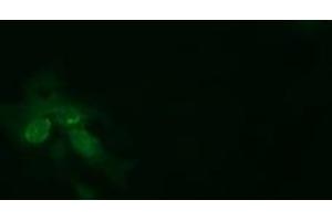 Image no. 2 for anti-tRNA Methyltransferase 2 Homolog A (TRMT2A) antibody (ABIN1501515) (TRMT2A 抗体)