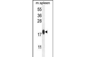 IP1L Antibody (C-term) (ABIN654790 and ABIN2844468) western blot analysis in mouse spleen tissue lysates (35 μg/lane). (IMMP1L 抗体  (C-Term))