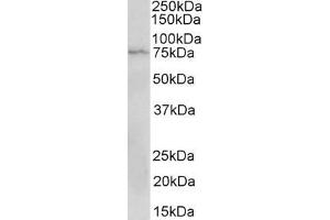 ABIN1589984 (2 µg/mL) staining of Jurkat lysate (35 µg protein in RIPA buffer). (CD19 抗体  (AA 422-433))