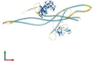 AlphaFold protein structure predicition of Human Recombinant ROCK2 Protein, UniprotID O75116 (ROCK2 Protein (AA 1-1388) (His tag))