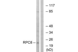Western blot analysis of extracts from K562 cells, using RPC8 antibody. (POLR3H 抗体  (C-Term))