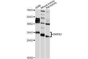 Western blot analysis of extracts of various cell lines, using DHRS3 antibody (ABIN5975596) at 1/2000 dilution. (DHRS3 抗体)