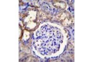Immunohistochemistry (Paraffin-embedded Sections) (IHC (p)) image for anti-Family with Sequence Similarity 96, Member A (FAM96A) (AA 116-146), (C-Term) antibody (ABIN952259)