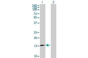 Lane 1: LOC124220 transfected lysate ( 19. (LOC124220 293T Cell Transient Overexpression Lysate(Denatured))