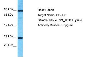 Host: Rabbit Target Name: PIK3R6 Sample Type: 721_B Whole Cell lysates Antibody Dilution: 1. (PIK3R6 抗体  (C-Term))