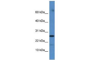 Western Blotting (WB) image for anti-Family with Sequence Similarity 36, Member A (FAM36A) (C-Term) antibody (ABIN2785401) (FAM36A 抗体  (C-Term))