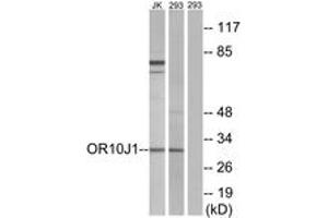 Western blot analysis of extracts from 293/Jurkat cells, using OR10J1 Antibody. (OR10J1 抗体  (AA 241-290))
