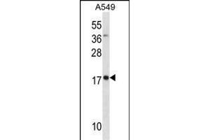 MYL4 Antibody (N-term) (ABIN1881562 and ABIN2838424) western blot analysis in A549 cell line lysates (35 μg/lane). (MYL4 抗体  (N-Term))