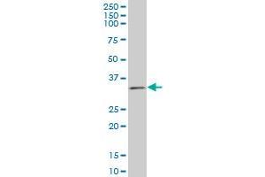 TAZ monoclonal antibody (M12), clone 1B10 Western Blot analysis of TAZ expression in SW-13 . (TAZ 抗体  (AA 1-262))