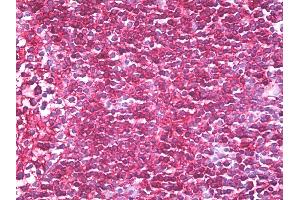 anti-CD45RB (CD45RB) (AA 79-88) antibody