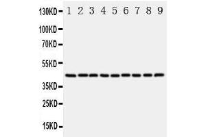 Western Blotting (WB) image for anti-Actin, beta (ACTB) (AA 2-19), (N-Term) antibody (ABIN3044573) (beta Actin 抗体  (N-Term))