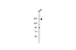 Anti-NOTCH3 Antibody at 1:2000 dilution + Hela whole cell lysate Lysates/proteins at 20 μg per lane. (NOTCH3 抗体  (C-Term))