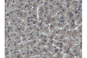 IHC-P analysis of Pig Liver Tissue, with DAB staining. (IGFBP4 抗体  (AA 23-259))