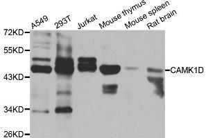 Western blot analysis of extracts of various cell lines, using CAMK1D antibody (ABIN5975586) at 1/1000 dilution. (CAMK1D 抗体)