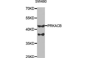 Western Blotting (WB) image for anti-Protein Kinase, CAMP Dependent, Catalytic, beta (PRKACB) antibody (ABIN1876512)