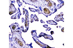 IHC analysis of Hemoglobin using anti-Hemoglobin antibody (ABIN5518839). (HBA1 抗体  (AA 2-142))
