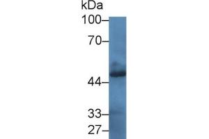 Western Blotting (WB) image for Bone Morphogenetic Protein 4 (BMP4) ELISA Kit (ABIN6720552)