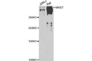 Western blot analysis of extracts of various cell lines, using MKI67 antibody (ABIN4904374) at 1:1000 dilution. (Ki-67 抗体)