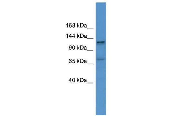 ERC1 抗体  (C-Term)