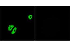 Immunofluorescence analysis of A549 cells, using OR2A25 Antibody. (OR2A25 抗体  (AA 241-290))