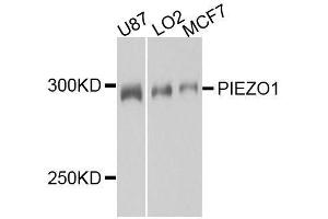 Western blot analysis of extracts of various cell lines, using PIEZO1 antibody. (PIEZO1 抗体  (AA 2230-2420))