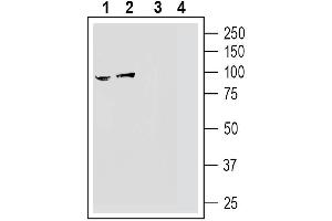 anti-Leucine Rich Repeat Containing 4 (LRRC4) (AA 507-520), (Extracellular) antibody
