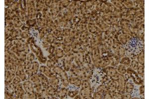 ABIN6273496 at 1/100 staining Mouse kidney tissue by IHC-P. (RAD9B 抗体  (C-Term))