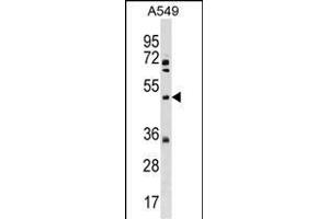 XK Antibody (N-term) (ABIN1539620 and ABIN2838192) western blot analysis in A549 cell line lysates (35 μg/lane). (Membrane transport protein XK (XK) (AA 83-111), (N-Term) 抗体)