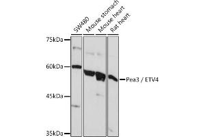 Western blot analysis of extracts of various cell lines, using Pea3 / ETV4 Rabbit pAb (ABIN6131217, ABIN6140332, ABIN6140334 and ABIN6221480) at 1:1000 dilution. (ETV4 抗体  (AA 1-207))
