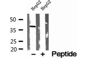 Western blot analysis of extracts of HepG2 cells, using PEX16 antibody. (PEX16 抗体  (Internal Region))