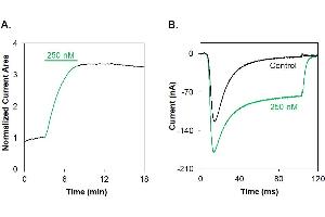 Hm1a Toxin peptide