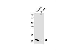 All lanes : Anti-DEFA1 Antibody (Center) at 1:1000 dilution Lane 1: Human spleen lysate Lane 2: Human liver lysate Lysates/proteins at 20 μg per lane. (alpha Defensin 1 抗体  (AA 28-62))