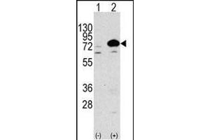 Western blot analysis of anti-Autophagy G7L Antibody (N-term) 1813a in 293 cell line lysates transiently transfected with the ATG7 gene (3 μg/lane). (ATG7 抗体  (N-Term))