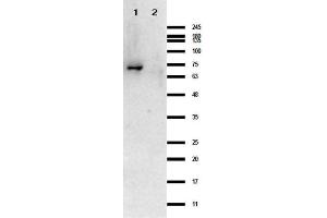 Western Blot results of Rabbit Anti-Crasp-1 Antibody.