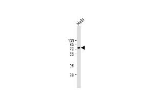 Anti-CD55 Antibody (N-term) at 1:2000 dilution + Hela whole cell lysate Lysates/proteins at 20 μg per lane. (CD55 抗体  (AA 51-79))