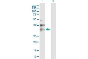 Western Blot analysis of CLIC1 expression in transfected 293T cell line by CLIC1 MaxPab polyclonal antibody. (CLIC1 抗体  (AA 1-241))