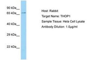 Image no. 1 for anti-Thimet Oligopeptidase 1 (THOP1) (C-Term) antibody (ABIN6750144) (Thimet Oligopeptidase 1 抗体  (C-Term))