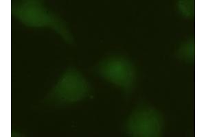 Anti-MAPK6 mouse monoclonal antibody (ABIN2452376) immunofluorescent staining of HeLa cells transiently transfected by pCMV6-ENTRY MAPK6 (RC201597) (MAPK6 抗体  (AA 345-721))