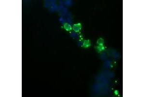 Image no. 3 for anti-NFKB Inhibitor Interacting Ras-Like 1 (NKIRAS1) antibody (ABIN1499741) (NKIRAS1 抗体)