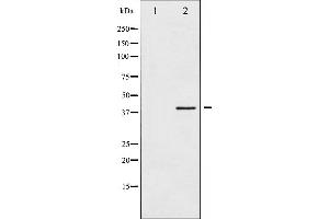 Western blot analysis of HDAC8 expression in HeLa whole cell lysates,The lane on the left is treated with the antigen-specific peptide. (HDAC8 抗体  (N-Term))