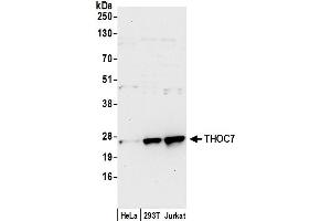 anti-THO Complex 7 (THOC7) (AA 154-204) antibody