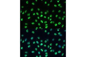 Immunofluorescence analysis of C6 cells using K/K/TRIM28 Polyclonal Antibody  at dilution of 1:100 (40x lens).