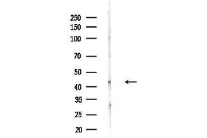 Western blot analysis of lysates from F10-LUC cells(heat-shock,45 min treatment), using DNAJ Antibody at 1/1000 dilution.
