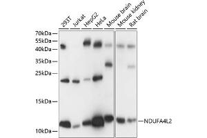Western blot analysis of extracts of various cell lines, using NDUFL2 antibody (ABIN7268803) at 1:1000 dilution. (NDUFA4L2 抗体  (AA 1-87))
