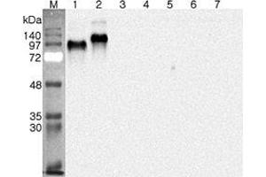 Western blot analysis using anti-DNER (human), pAb  at 1:4'000 dilution. (DNER 抗体)