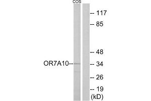 Western blot analysis of extracts from COS-7 cells, using OR7A10 antibody. (OR7A10 抗体  (C-Term))